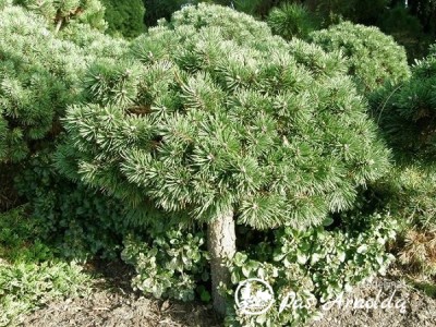Pušis kalninė ,Grune Welle' (lot. Pinus mugo)